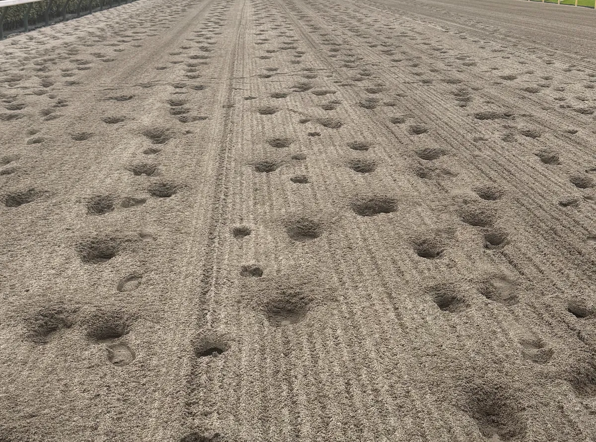 ダートコース内から撮影。蹄の跡がびっしりと残っている
