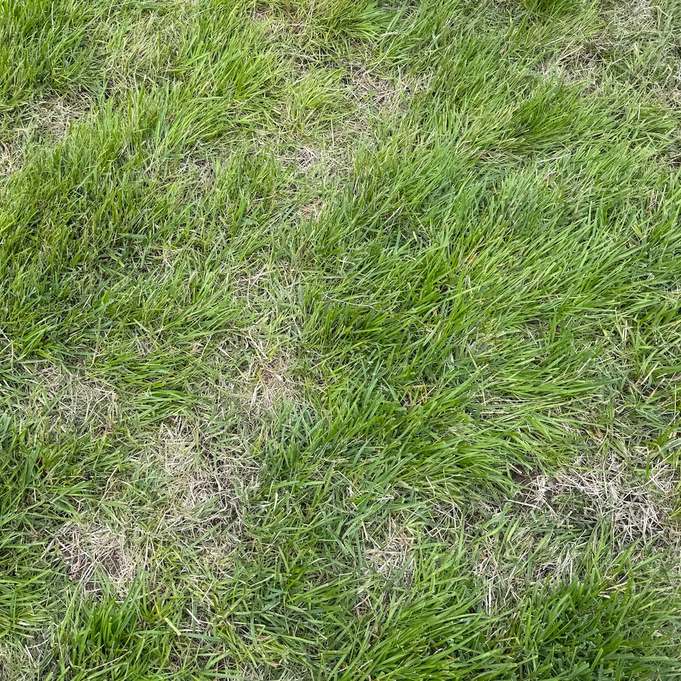 芝コースの内側部分。芝が剥げ、地面がむき出しになっている箇所もある